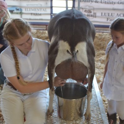 Showing Dairy Goats: What Judges are Looking For